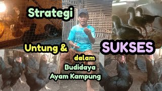 Strategi Untung dan Sukses dalam budidaya Ayam KampungTips buat Pemula [upl. by Alleynad706]