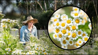 Growing Feverfew FAST and EASY from cuttings Matricaria [upl. by Sille499]