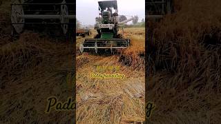 paddy harvesting30102024 ayragrotechfarming paddycrop harvesting agriculture [upl. by Roth863]