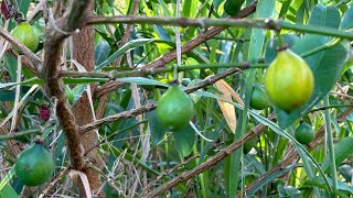 Food Forest  What Is Ripe Today  June 5 2024 [upl. by Ledeen]