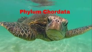 Phylum ChordataWhich animals belong [upl. by Esirehc]