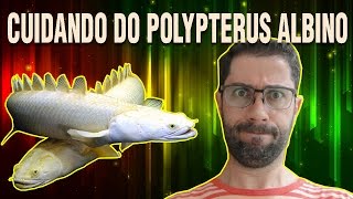 Como criar peixe Polypterus Albino em aquário [upl. by Xyno]