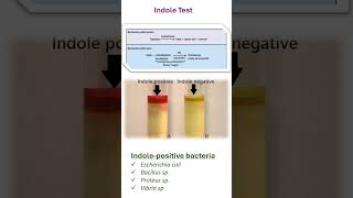 INDOLE TEST [upl. by Ayim]