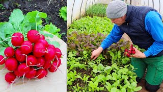 Garten im April  Radieschen und die Schnecken [upl. by Gussi]