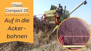 Ackerbohnen dreschen  Claas Compact 25  wird es klappen [upl. by Lontson]