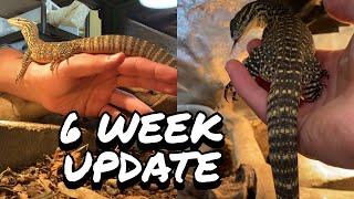 CRAZY 6 Week TAMING Progress On Argus MonitorHow To Tame Your Argus Monitor [upl. by Anelam]