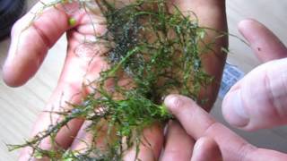 java moss tips [upl. by Aikenat706]