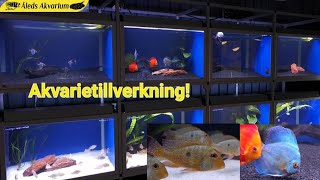 Backstage i akvarietillverkningen 🐠 [upl. by Peta]