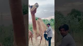 Papa ji uthni ko dhu rhe hai ❤️😍 shorts marwadi rajasthaniculture [upl. by Akemot]