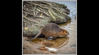 The nutria in Prague [upl. by Liban586]