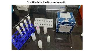 Plasmid Isolation using Qiagen Mini Prep Kit [upl. by Aseuqram]