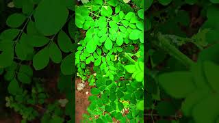 Moringa tree [upl. by Akirea]