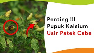 Penting  Pupuk Kalsium Usir Penyakit Patek Cabe [upl. by Eirallam]