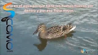 Patos nadando en el agua patos domésticos sonido en Toluca centro Parque Alameda aves toluca [upl. by Deutsch735]