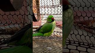 parrot parrottalking parrotlover birds funny ytshorts [upl. by Rasaec3]