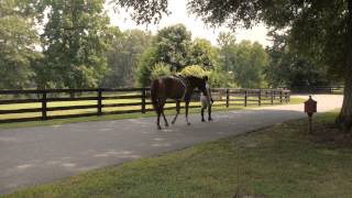 Expert Tips for Feeding Show amp Performance Horses [upl. by Isteb]