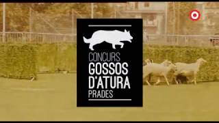 31è Concurs de Gossos dAtura de Prades [upl. by Ashok739]