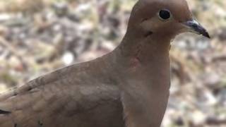 Mourning Dove  HD MiniDocumentary [upl. by Cline]