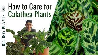 How to Care for Calathea Plants  My Collection [upl. by Ahter]