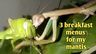 3 breakfast menus for my mantis [upl. by Latterll113]