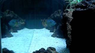 Synodontis Petricola and Pictus Catfish [upl. by Avid]