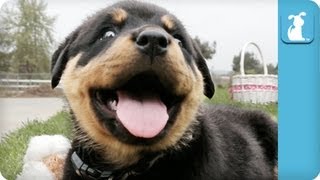 80 Seconds of Ridiculous Rottweiler Puppies [upl. by Oimetra]