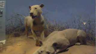 Museum  Tsavo Lions  1080p Test [upl. by Mcgannon]