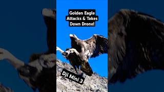 MINDBLOWING Golden Eagle Drone Attack Caught on Camera [upl. by Ynotna394]