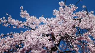 LeicaSL2APOSUMMICRONSL 75mm f2 ASPHで撮る上田城址公園の桜 4K映像 [upl. by Crean]