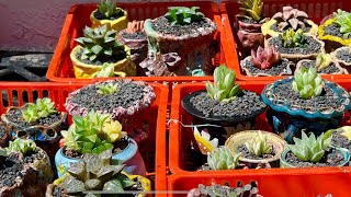 Variegated Haworthia and Variegated Echeveria for sale Sen Hàn Quốc bán Sep52024 [upl. by Trubow]