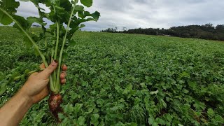 Cobertura de solo pré soja  nabo pivotante e aveia [upl. by Asirap]