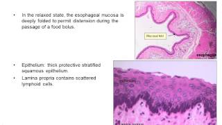 Upper gastrointestinal histology [upl. by Had]