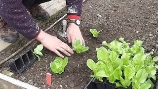 Allotment Diary May 3  Planting out the Cabbage Broccoli Lettuce amp Onions [upl. by Nitas]