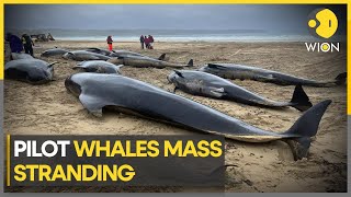 Pilot whales strand themselves on isle of Lewis Euthanised  WION Climate Tracker [upl. by Sollie898]