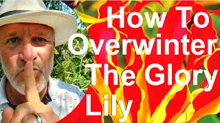 Tropical Gardens UK How to Overwinter the Glory Lily  Gloriosa superba [upl. by Chan]