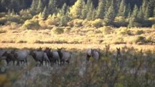 Spectacular Rocky Mountain Elk Hunting in Alberta Canada Lost Guide Outfitting [upl. by Retrak]