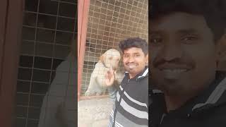 Hidir dikir song santhali dance love viralvideo [upl. by Aidas972]