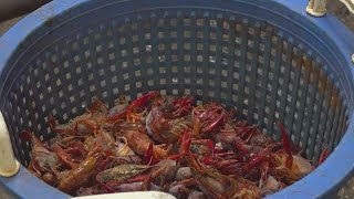 Disaster declaration issued over crawfish shortage [upl. by Garlaand]