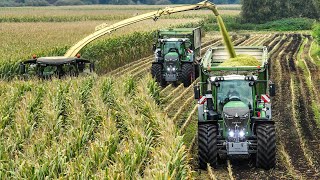 Mais 2023  Krone BiG X 1180  4x Fendt 900  Große Bohne [upl. by Harpp53]