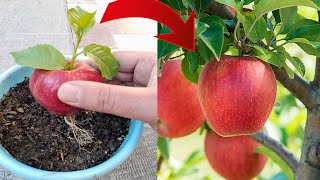 If you know this secret you can propagate any plant  Propagation of apple [upl. by Tigdirb]