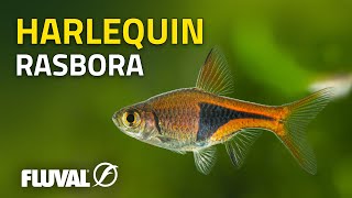 Species Spotlight  Harlequin Rasbora [upl. by Donn107]