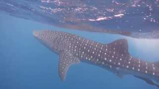 Placencia Belize Whale Sharks  On tour with Ray Caye Island Resort [upl. by Nylitak]