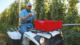 2023 Hop Crop PreHarvest Field Report  Yakima Chief Hops [upl. by Rector]