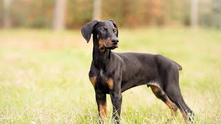 How to socialize a Doberman Pinscher [upl. by Aihsak125]