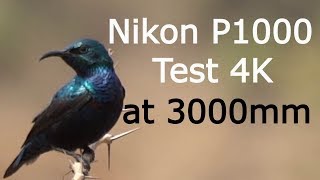 Nikon P1000 4K test Video at 3000mm [upl. by Seigel]