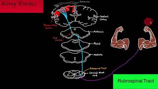 Rubrospinal Tract Motor Pathway [upl. by Nadnal]