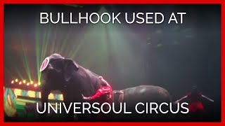 Bullhook Use and Pacing Tiger at UniverSoul Circus [upl. by Herring]