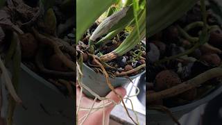 Rhizoctonia Root amp Stem Rot in Orchids orchidculture fungicide plantdisease orchids flowers [upl. by Norehc]