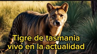 Criptozoología Tigre de tasmania vivo en la actualidad Tilacino [upl. by Det]