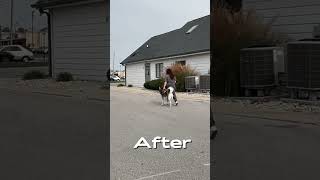 Incredible 1 Hour Heel Lesson Transformation  Indianapolis Dog Trainers Off Leash K9 [upl. by Trina]